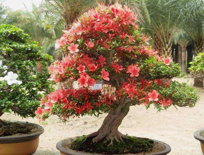 从那以后我深深地爱上了盆景艺术在线