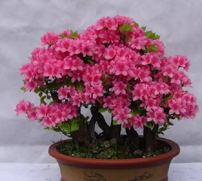 今天不知怎么搞的就进了盆景艺术在线网 发现很不错！