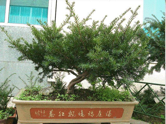 自己在家维护曼地亚红豆杉盆景 看到发出嫩芽