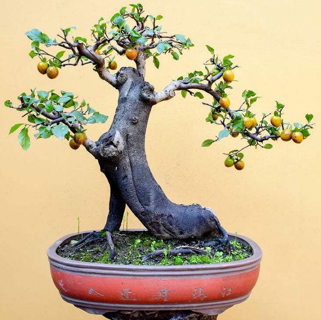 网络上搜到的金弹子盆景 真是让人艳羡不已