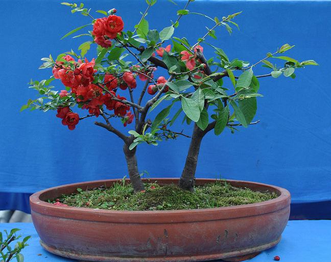 花了50元买了一棵挂满骨朵的微型海棠盆景