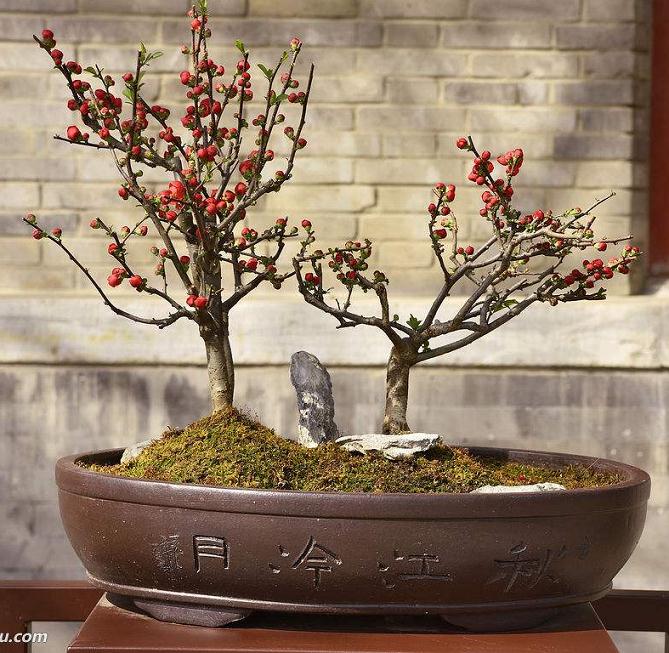 被一家花店门口的一盆小盆景吸引住了