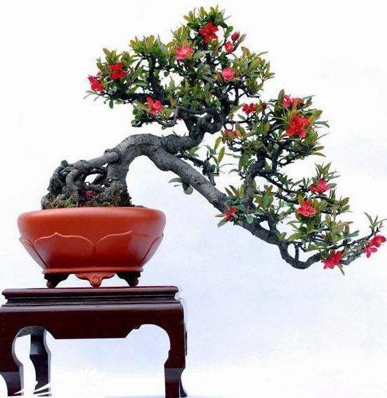 选择盆景说来也是一个巧合 那是前年的夏天