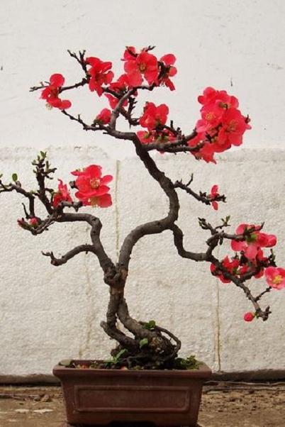 浅谈选盆景素材的文章