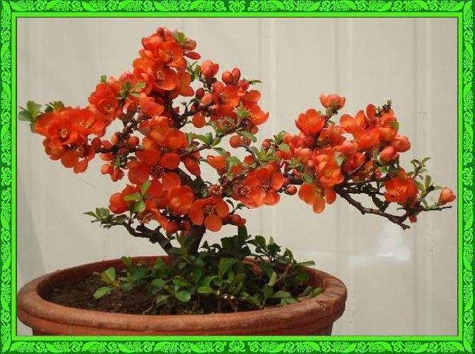 盆景作品在初步完成其立意、构图之后