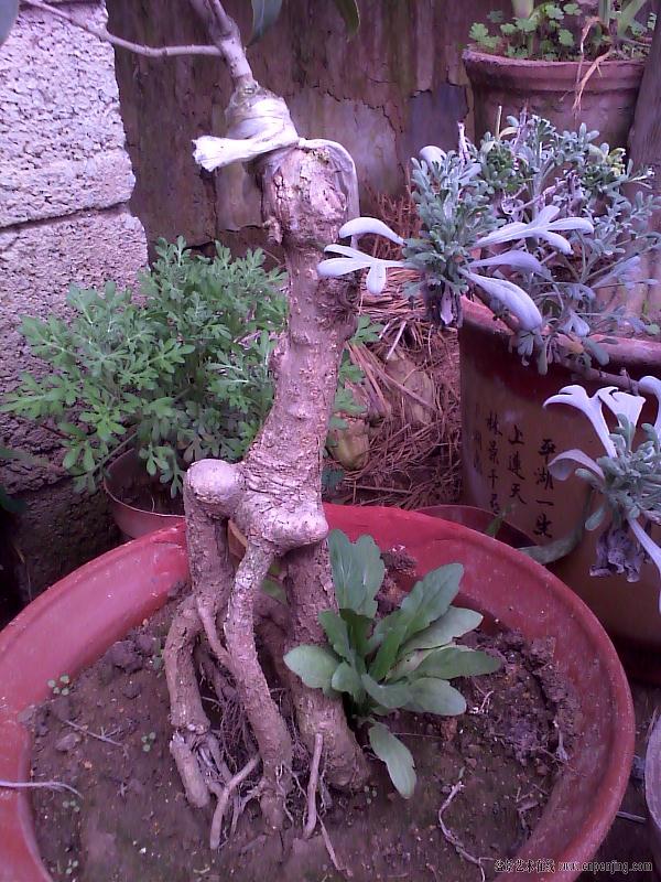 我是90后 盆景对我来说并不陌生