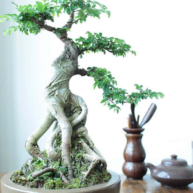 榆树盆景最好在春季萌动前翻盆