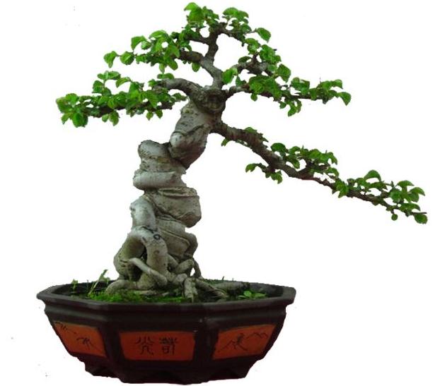 忘不了家乡 更忘不了我的爱好------盆景