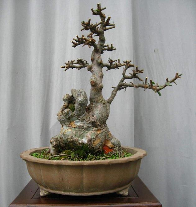 我的盆景类网友基本都来盆景网站