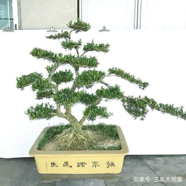 黄杨下山桩的养护技巧