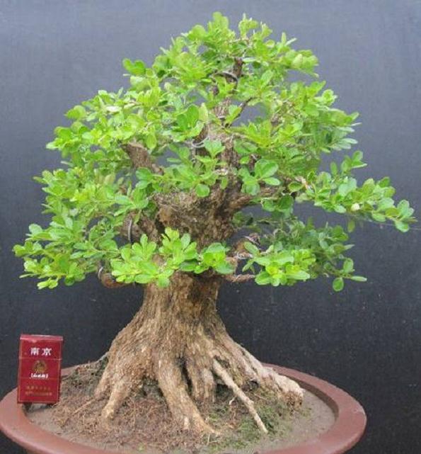 如何制作精品的黄杨盆景?