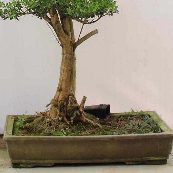 大叶黄杨盆景的养护技巧