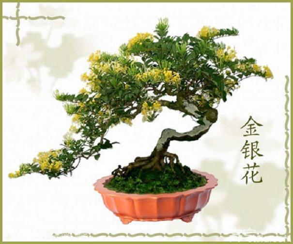 金银花盆景的4个制作技巧