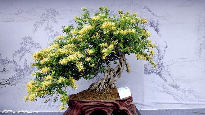 金银花盆景制作注意事项与价格