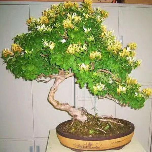 夏季金银花盆景生长旺盛 每半月施肥一次