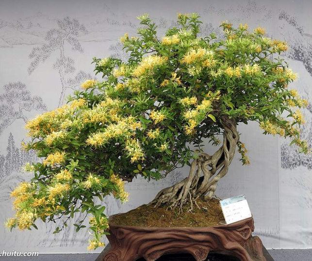 金银花盆景的施肥与修剪