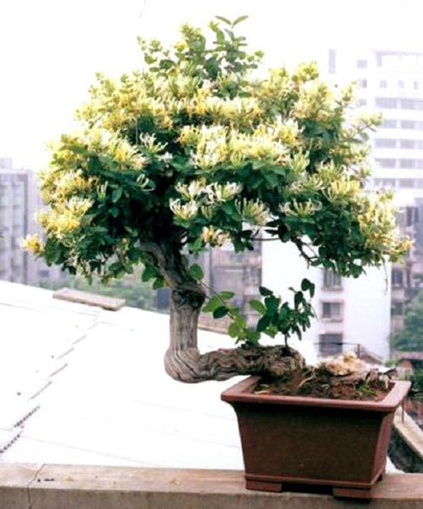 金银花怎样制作成盆景?