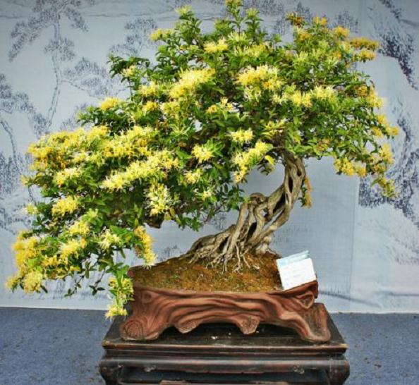 金银花盆景的矮化措施