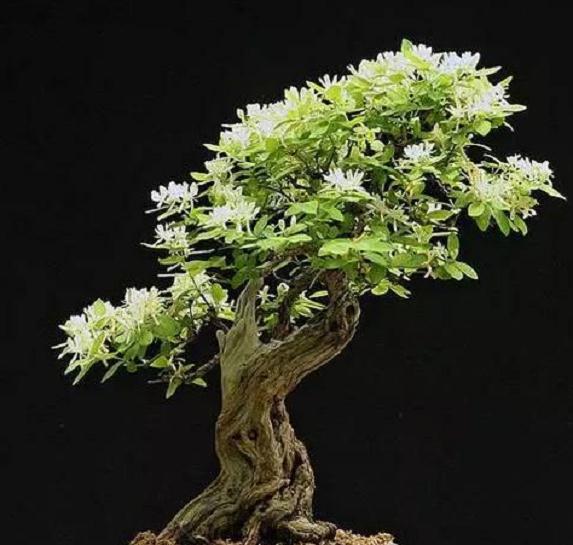 金银花盆景的扦播繁殖与种子繁殖