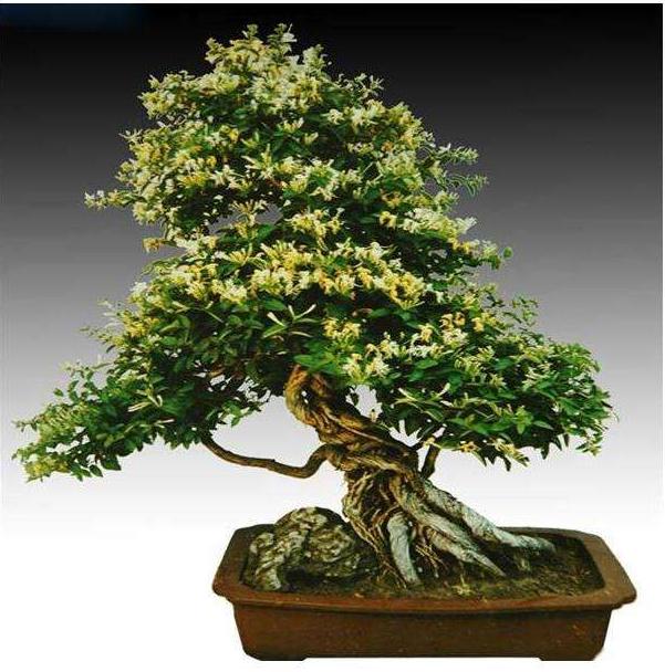 夏季金银花盆景的主干造型与整形修剪