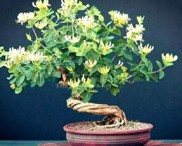 金银花盆景的制作与施肥
