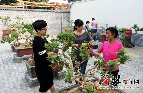巨鹿县金玉庄村出售金银花盆景 3月收入40万