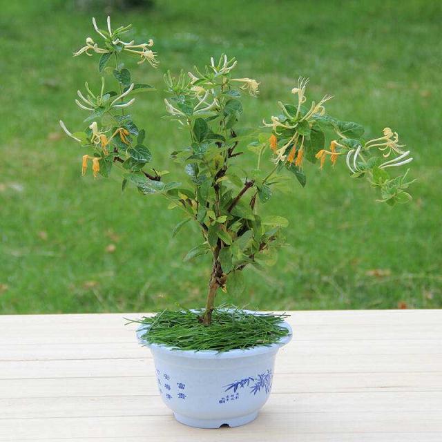 金银花盆景的春季养护