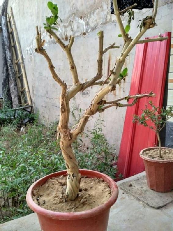 金银花盆景的扦插方法