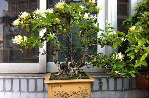 金银花盆景的扦插要点