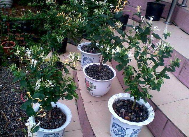 如何制作金银花树桩盆景
