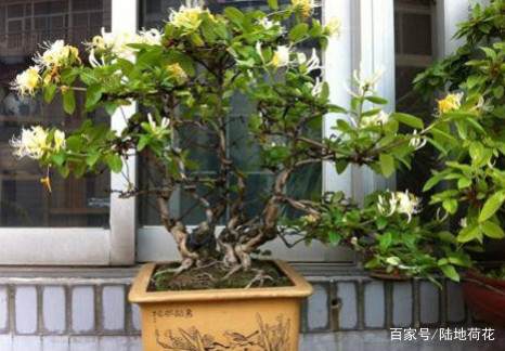 制作金银花盆景 只需简单这几步