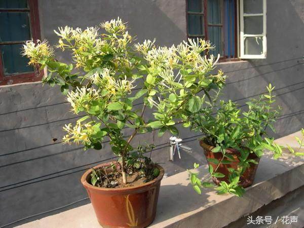金银花早已成为盆景植物中的“新宠”