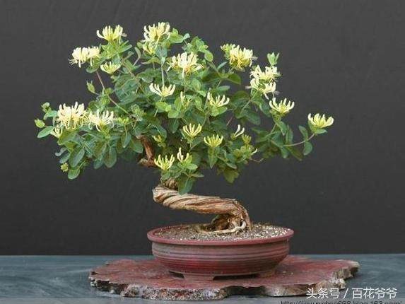 如何用优待法制作金银花盆景?