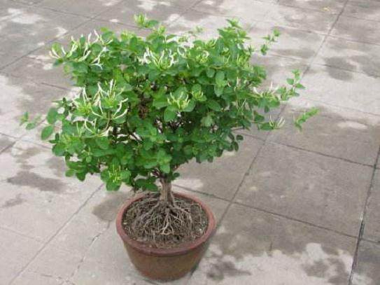 制作盆景金银花的技巧是: 一剪二控少换多晒