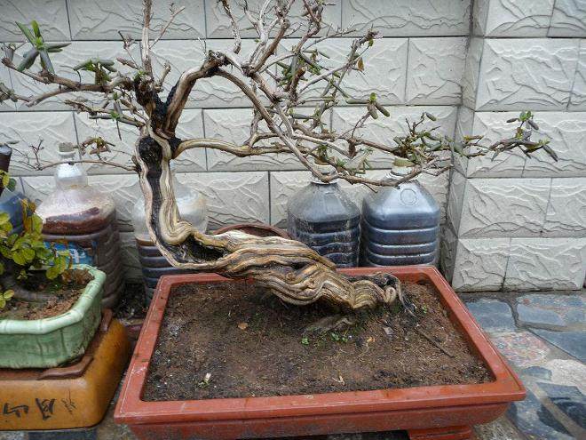 阳台上的几盆盆景 它们都是我的宝贝