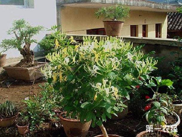 在盆景艺术在线论坛上认识 了很多盆景爱好者