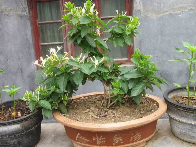 玩盆景的人 大多都是从盆栽开始