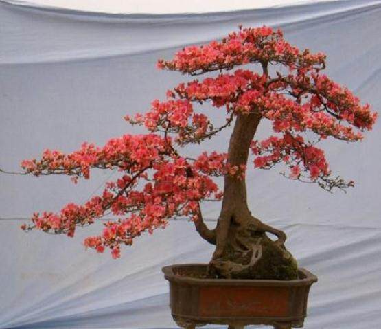 我喜欢上了映山红盆景 已到痴迷的境界