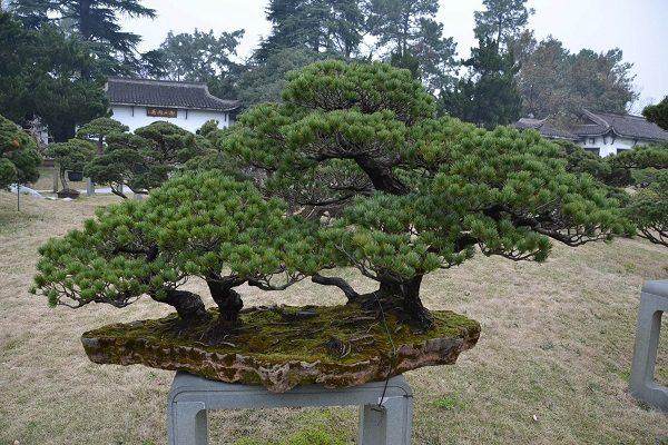 摆放松树盆景在风水学中有什么作用呢?