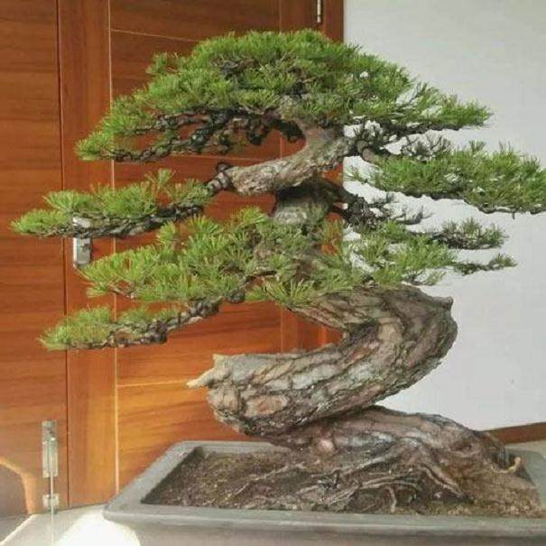 松树盆景在修剪过程中有4个注意事项