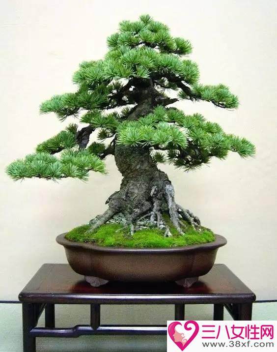 新手如何养护松树盆景?