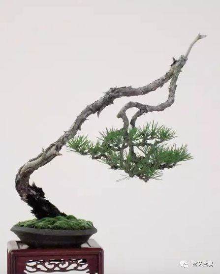 浅论文人格调的文人树盆景