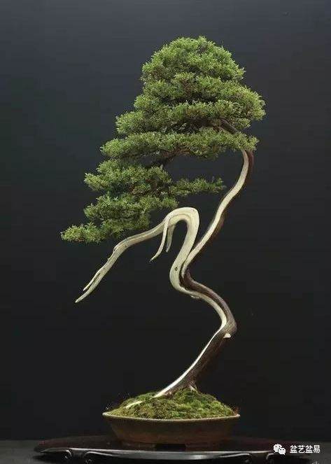 浅论文人格调的文人树盆景