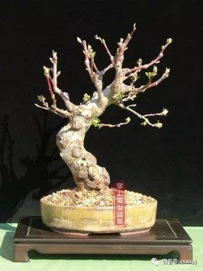 图解 小品海棠老桩盆景怎样制作过程