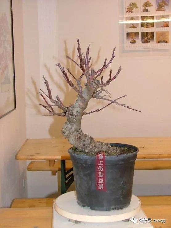 小品海棠盆景的制作过程