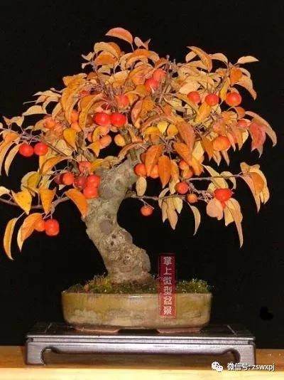 图解 小品海棠老桩盆景怎样制作过程