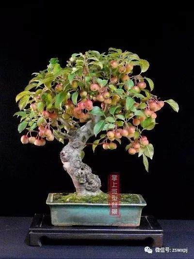 图解 小品海棠老桩盆景怎样制作过程