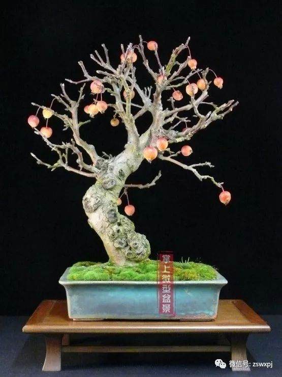 图解 小品海棠老桩盆景怎样制作过程