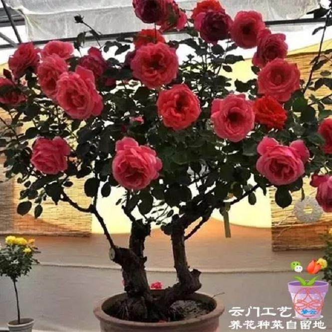 树状月季盆景的八大养护技巧