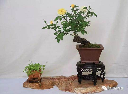 郑州市第二十四届月季盆景展